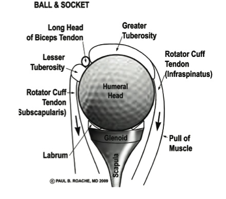 Figure-8-1b_The-shoulder-ball-and-socket